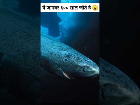 सबसे ज्यादा जीने वाले जानवर 😮 #vikasonfacts #short #factsinhindi #shark #animals