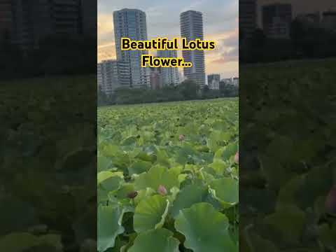 Beautiful Lotus Flower #tokyojapan #flowers #relaxing #viral #trending #shorts