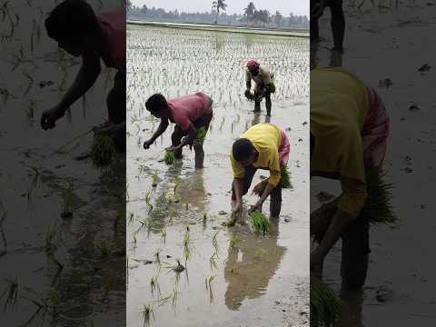 JAI JAWAN || JAI KISAN || LOVE FARMERS @LPNVLOGS #LPNVLOGS #jaijawan #jaikisaan #farming #farmer