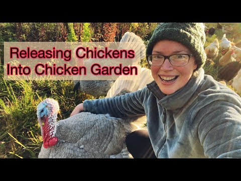 Fall Tradition- Releasing The Chickens into Chicken Garden | PNW