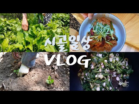 귀농 귀촌 브이로그 시골일상 : 부지깽이, 방풍, 곤드레, 곤드레밥, 곤드레 나물, 쫄면 VLOG, country life