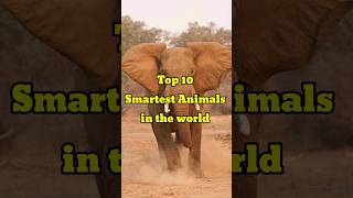 Top 10 Smartest animals in the world