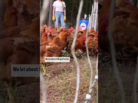 Catching 4,000 Chickens Each Year for Processing That We Raise in our Forests without any Coops!