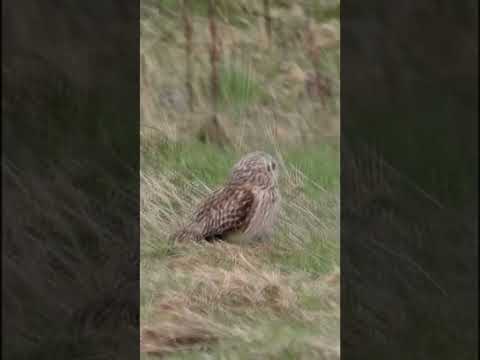 Short-eared OWL sheltering  #shorts #short  #shorts  #shortsvideo   #shortvideo  #owls #birdofprey