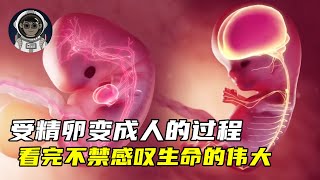 受精卵变成人的过程，看完不禁感叹生命的伟大