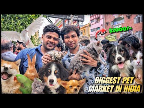 Chennai Broadway Pet Market 2024 with contact details Buy & Sell any Pets Here full detail video