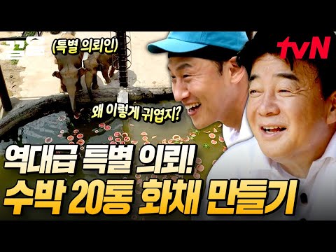 코끼리를 위한 특별 간식🍉 출장단에게 어린 시절 동심을 찾아준 특별 의뢰 | 백패커