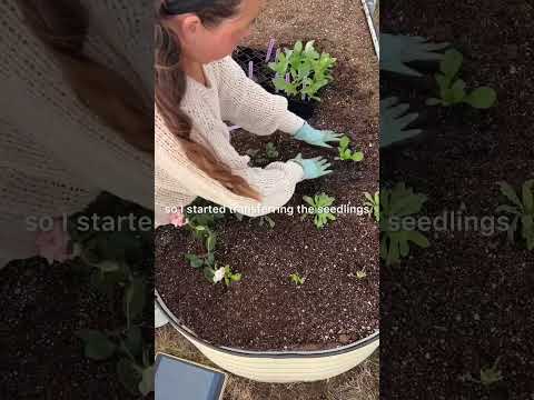 How To Start A Cut Flower Garden From Seed To Blossom 🌸