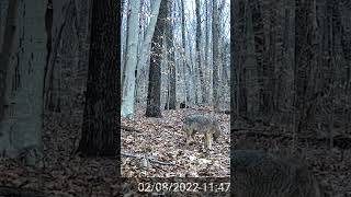 Camo Coyote! #shorts #wildlife #easterncoyote #nature #coyote #trailcam #trailcamera #wildlifevideo