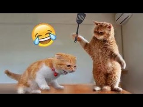 Animal Funny Video | Animal Funny Moment | Animal Funny Shorts | Animal Funny Video Short