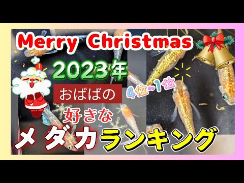 【人気メダカ】2023年好きなめだか品種ランキング🎄🎁4位~1位#クリスマス#おばば