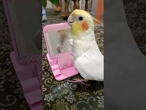 Adorable Cockatiel Milo's Cute Cookie Song Serenade 🎶🦜🥰 #cockatielscraze #birdsinging