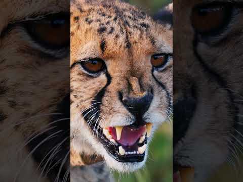 The Speed Secret of Cheetahs: How Their Bodies Are Built for Velocity #fact  #animals #cheetahspeed