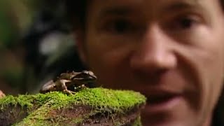 Yakushima Island Frogs | Secret Wilderness: Japan | BBC Earth