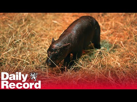 Haggis the Pygmy Hippo receives an Ode to Haggis