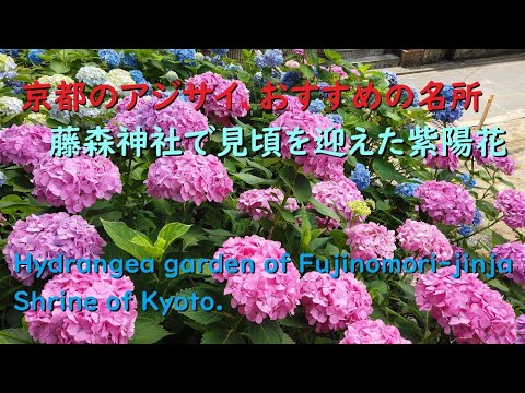 【4K】藤森神社のアジサイ、紫陽花苑で見頃を迎える♪【Hydrangea garden of Fujinomori-jinja Shrine.】