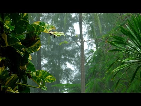 大自然雨林的神奇：自然雨声助眠音乐，释放压力，迎接快速入眠，深度冥想，体验身心愈合#ASMR#rain #rainsounds #sleepmusic #sleep