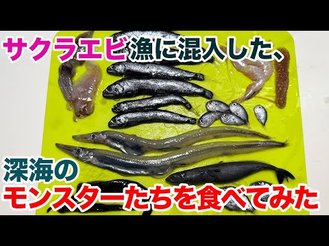 サクラエビ漁に混入した、深海のモンスターたちを食べてみた