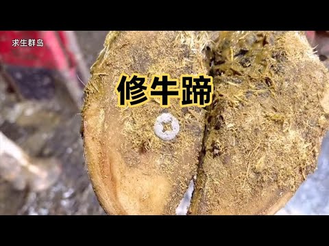 牛蹄里扎进了一颗钉子，修蹄小哥超高手法取钉子，超级解压