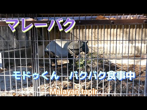 マレーバク　♪バクバクお食事中♪（東山動植物園）Malayan tapir