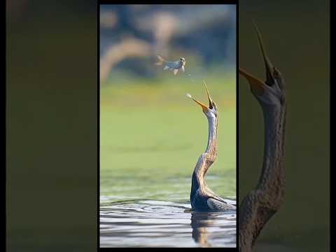 very talented bird #shortvideo #trending #magic #viral #shortsvideo #wow #shortfeed #wowfacts