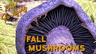 Pacific Northwest Mushroom Hunting - Foraging in the PNW (Golden Chanterelles, Violet Webcaps & More