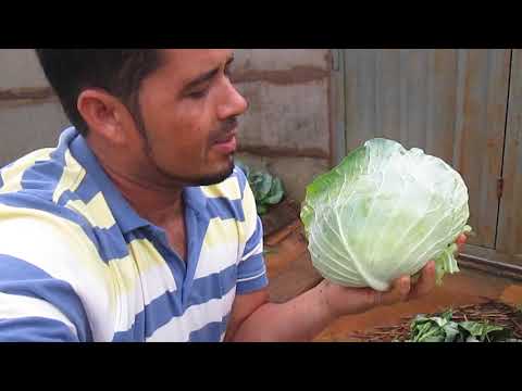 Colhendo repolho direto da horta no quintal olha o tamanho desses repolhos