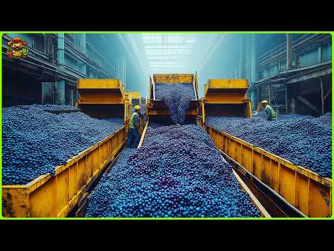 Blueberry Mega Factory: How They Grow And Process Millions Of Blueberry Inside Factory