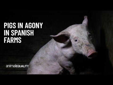 Pigs in Agony on Spanish Farms | New Cases of Animal Abuse in Aragon