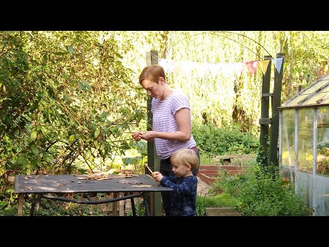 A September Sunday In My Garden. Collecting Seeds From Beans, Garden Centre Trip & Rose Update