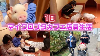 【1日職業体験】まさかの〇〇のお仕事がお世話の中で1番大変！？1日ブタカフェ店員生活やってみた結果・・・【24時間】【マイクロブタ】