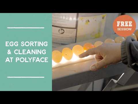 Egg Sorting & Cleaning Demonstration: Polyface Farms | Joel Salatin