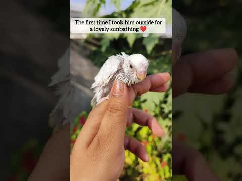 Budgie baby 🐥#shorts #budgiebaby #budgies #babybird #newborn #newlife #pets #animallover #bird