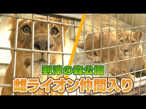 新たに雌ライオンが仲間入り　北九州市の到津の森公園　アフリカンサファリから受け入れ