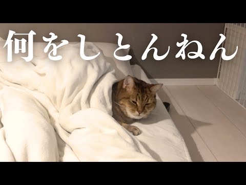 ついに人間の我々がキャットタワーで寝る時がきてしまった…