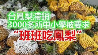 台鳳梨滯銷　3000多所中小學被要求“班班吃鳳梨”