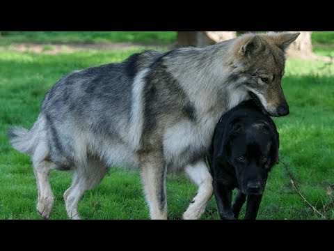 Are Wolves Better Than Dogs (YOU DECIDE)