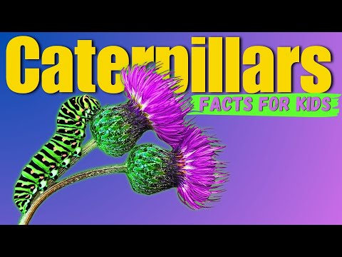 Learn All About Caterpillars (Facts For Kids)