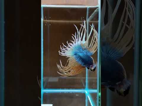 unique betta fish #bettafishlove #ytshort #aquarium