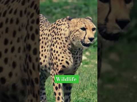 #wildlifesafari #lionsafari #leopards #cuteanimals #youtubeshorts #viralvideo