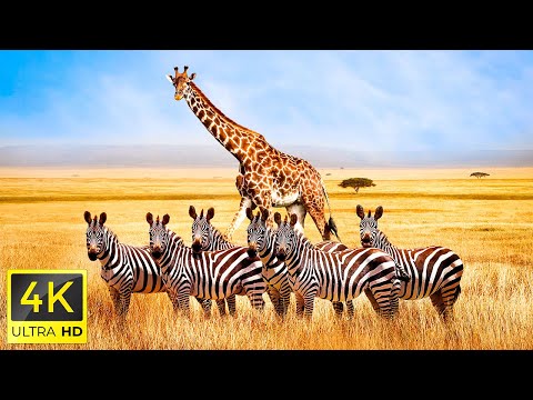 4K African Animals: Wildlife Discovery in Etosha National Park, African Animals ...