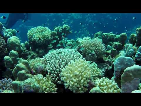 Egypt: Torfa Tany (diving) 7-11-2018