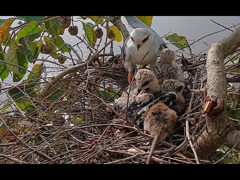 EP133 Black-winged kite birds  There is mouse food for her children to eat in the nest.