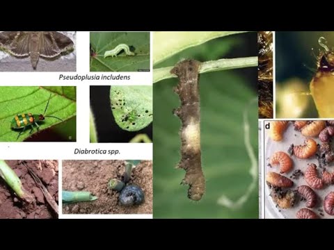 Biological Controllers In Vegetables, Types of Control.