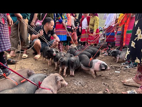 Duong's went to the highland market to buy breeding Pigs