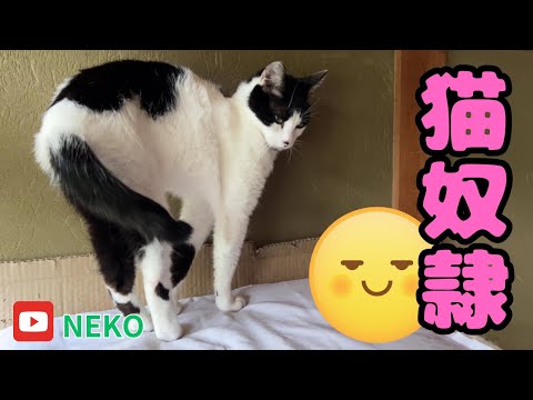 [Cat Vlog😸] Cat slaveⅡ😅 #Cute #Cat #Vlog