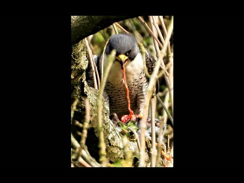 PEREGRINE FALCON Eating REDSHANK Intestine.