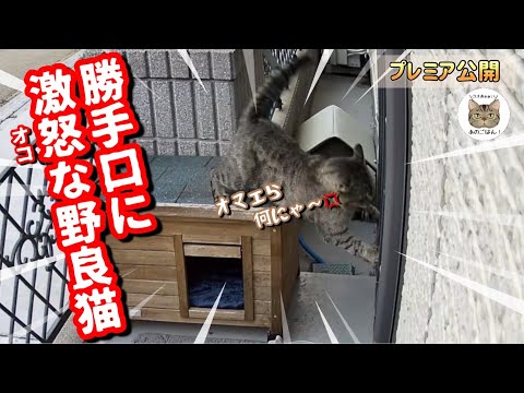 凶暴野良猫が家猫達とバトルになり尻尾が大変な事に！？元ボス野良猫チュンパ君保護から3年経ちました/ホコちゃん８歳お誕生日