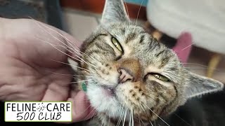 Feline Care 500 Club July 2022