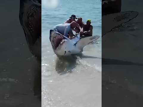 Huge Shark Rescued at Florida Beach  || #shark #florida #trending #viralshorts #viralvideo #shorts